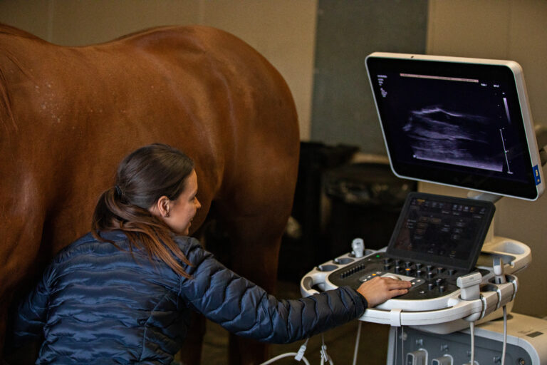 Equine Ultrasound Exam