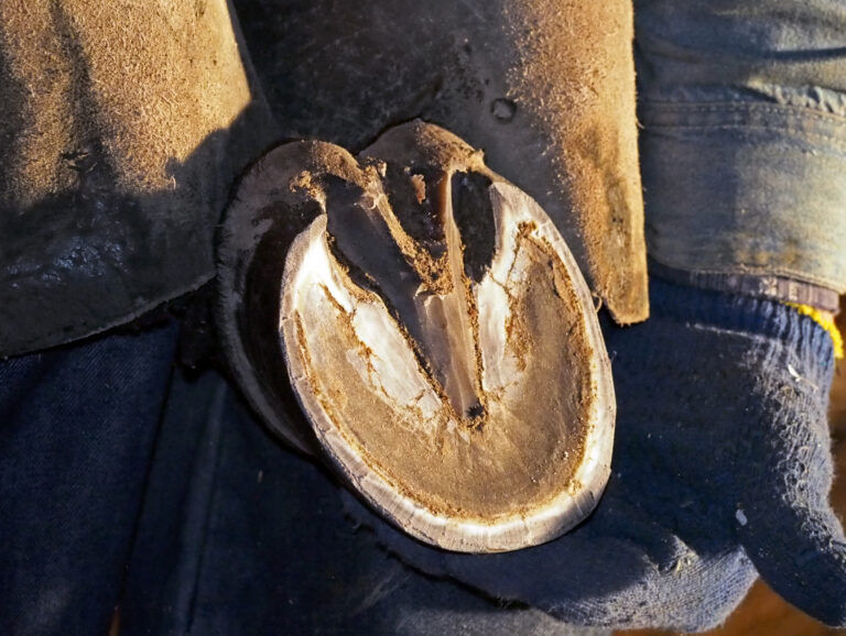 Horse hoof, ready for mounting on horseshoe