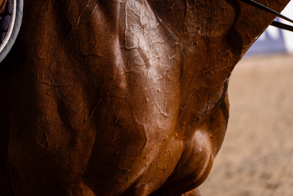 Horse sweating intensely after exercise. 