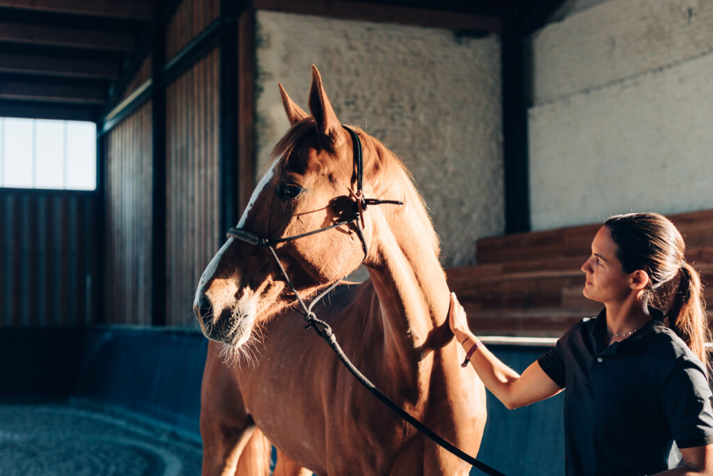 Equine veterinarian standing next to a chestnut horse wearing a rope halter. 