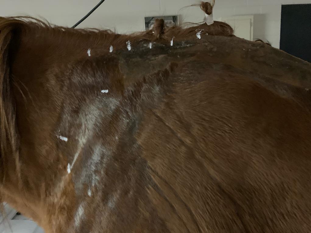 Horse with White-Out on its swelling. 