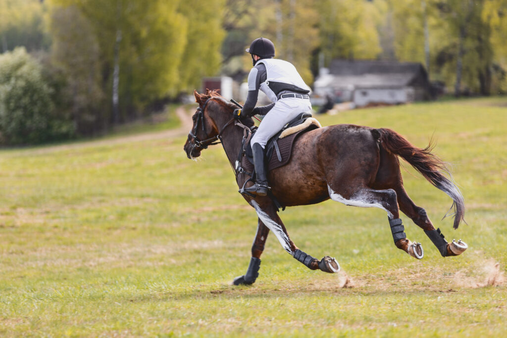 Eventing horse galloping on the cross country course. 