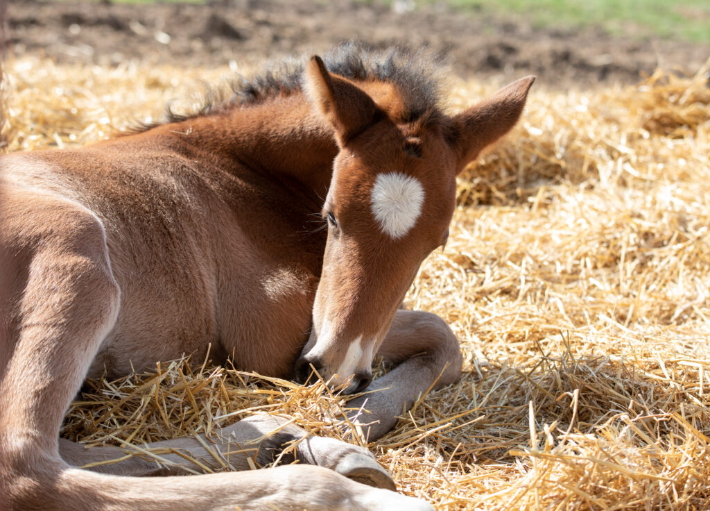 Foal sleeping in straw outdoors.