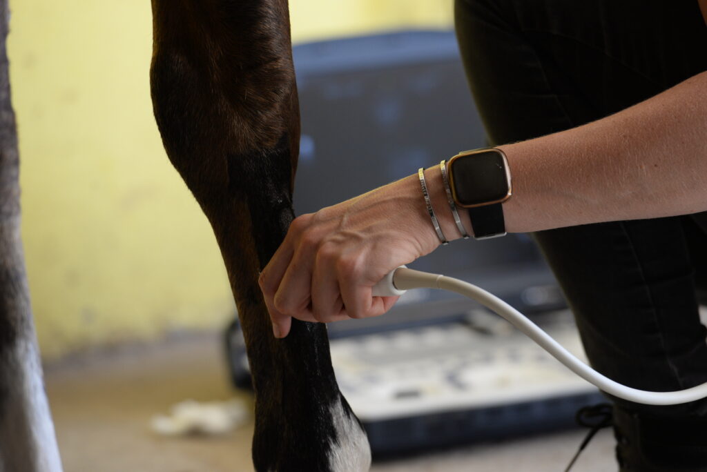 Equine veterinarian ultrasounding a horse's leg to scan for a soft tissue injury. 