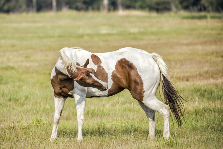 Paint Horse