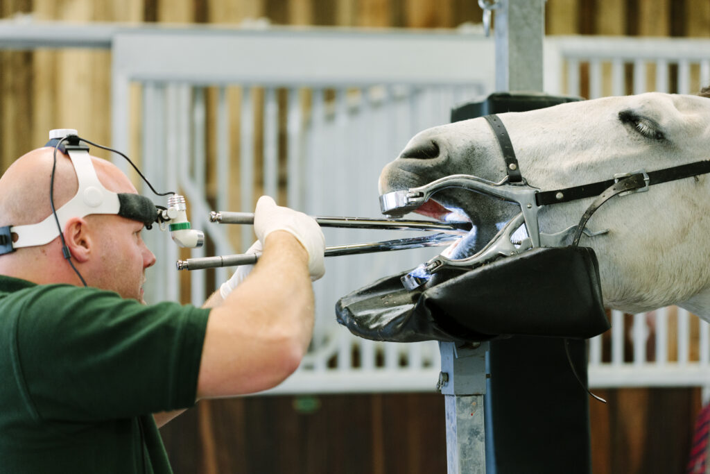 Equine veterinarian floating a horse's teeth. 