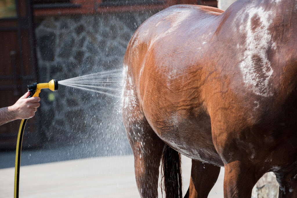 Human pre-cooling a horse using a hose. 