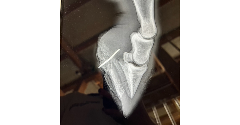 Hoof Puncture Wound
