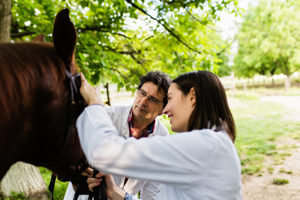 Veterinary mentor and mentee examine a horse together. 