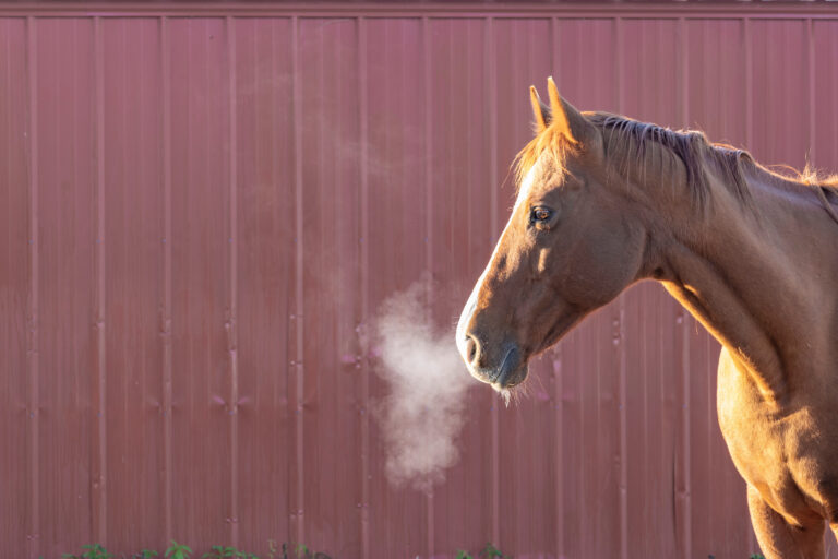 The head of chestnut horse and his breath on a frosty morning in front of a red shed