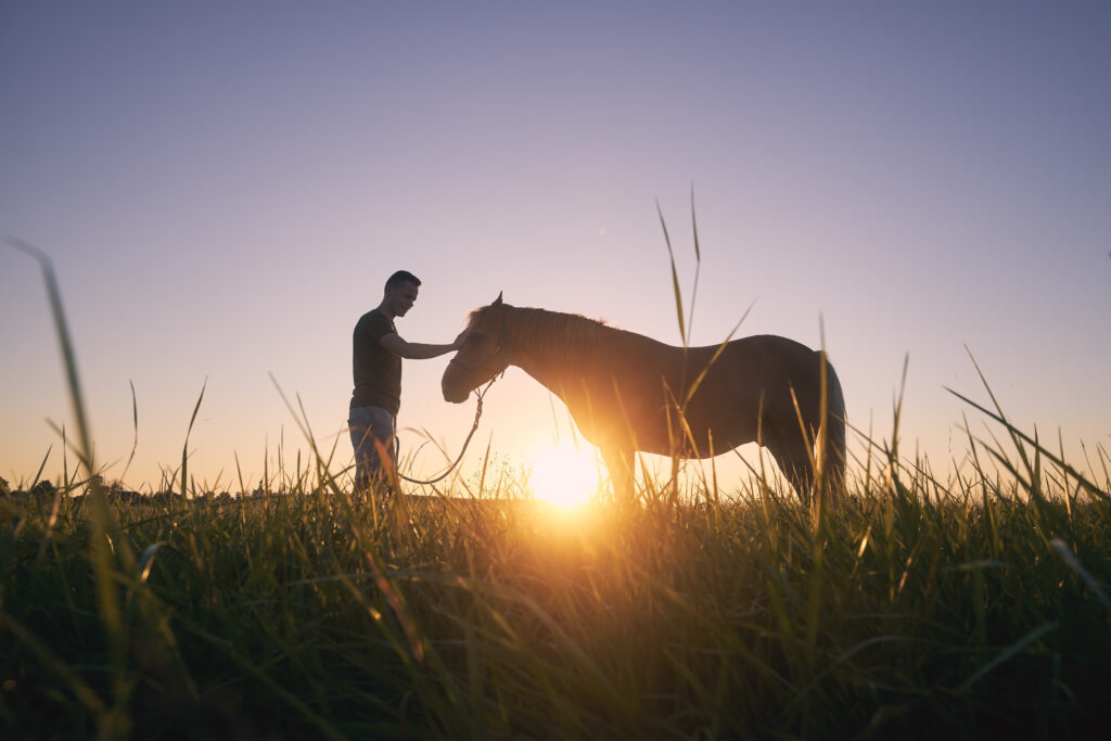 Equine veterinarian stroking a horse's face during sunset.