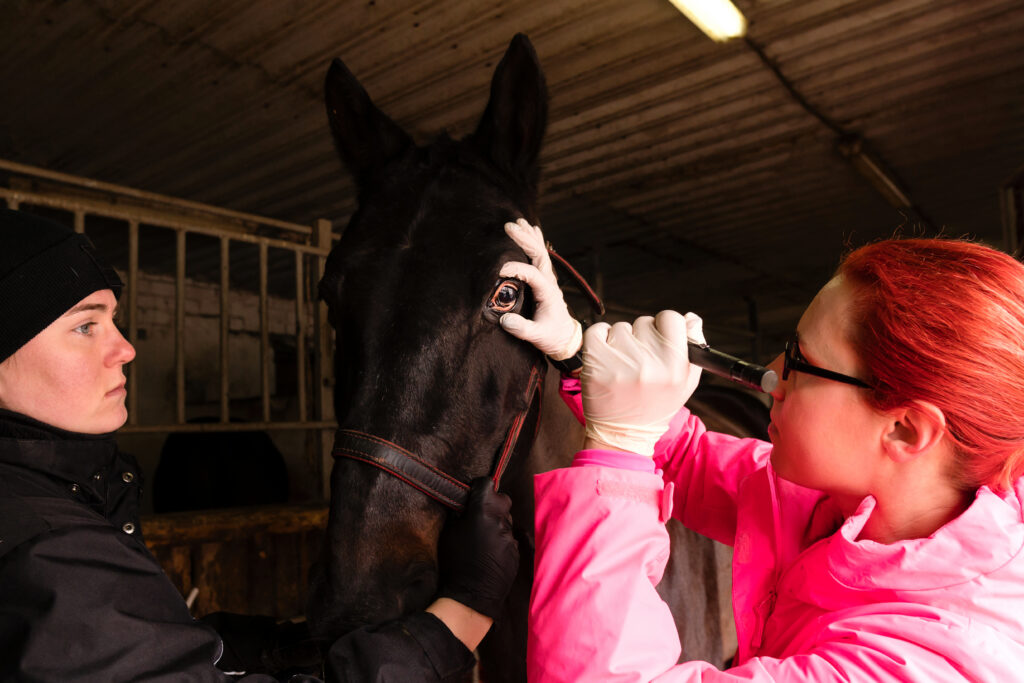 Equine veterinarian attending an ophthalmic emergency call. 