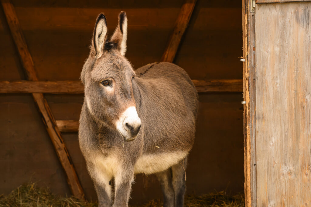 Donkey standing in his stable. 