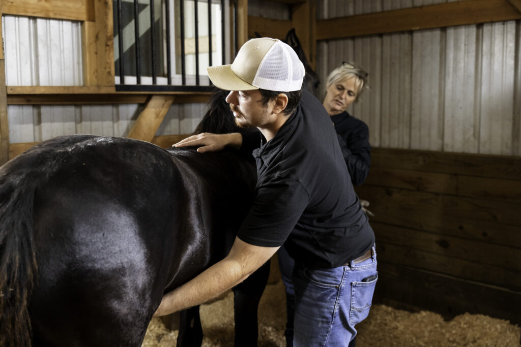 Veterinarian examining a horse prior to a castration. 