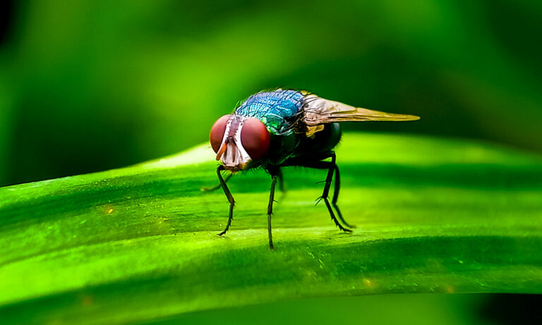Cochliomyia hominivorax, the New World screw-worm fly, or screw-worm for short, is a species of parasitic fly that is well known for the way in which its larvae (maggots) eat the living tissue