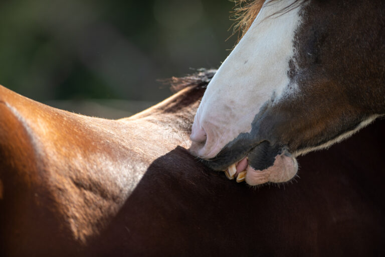 A close up of a chestnut brown horse with a large white patch on its forehead using its teeth to scratch another brown horse's back. The large animal has dirty yellow teeth and large nostrils