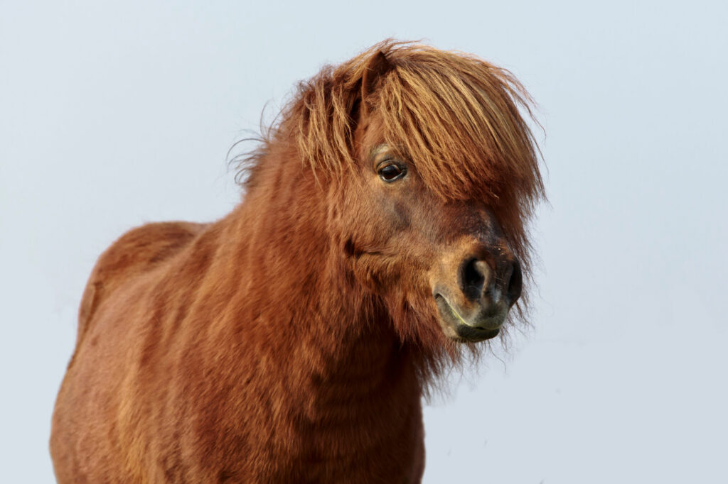Horse with a long hair coat, indicating PPID.