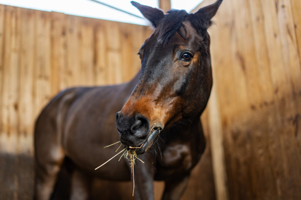 Horse eating hay in a stall. 