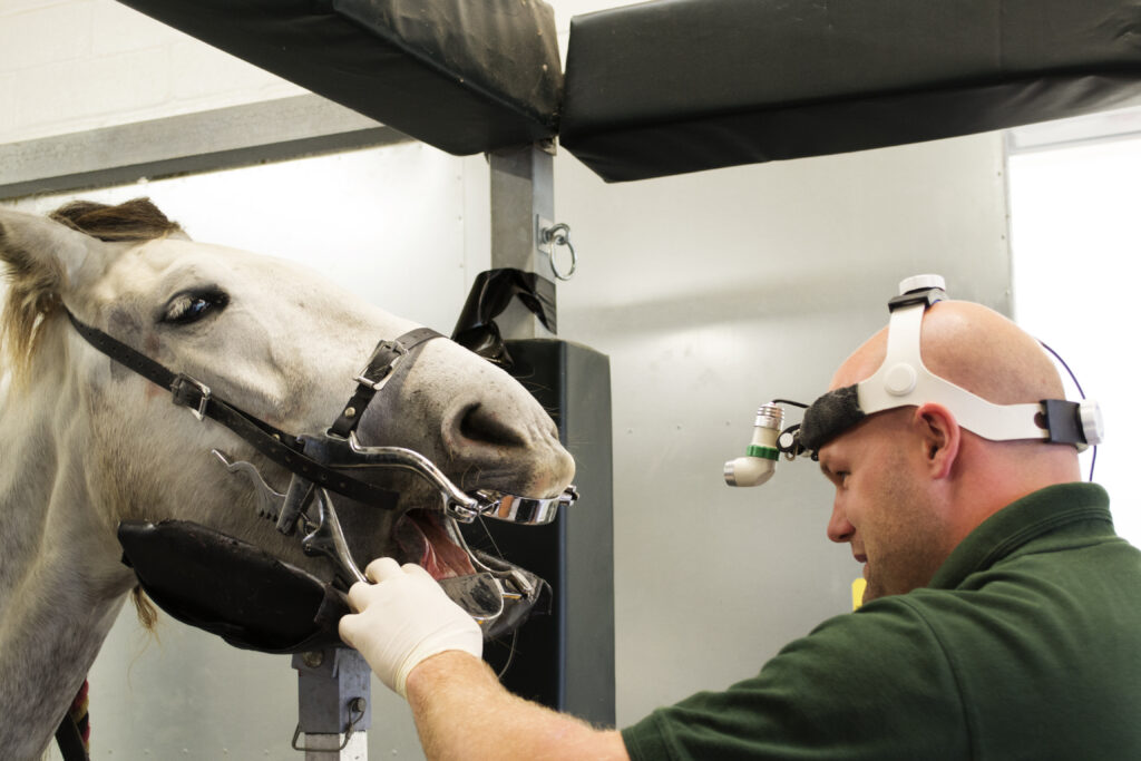 Veterinarian preparing to extract a horse's tooth.