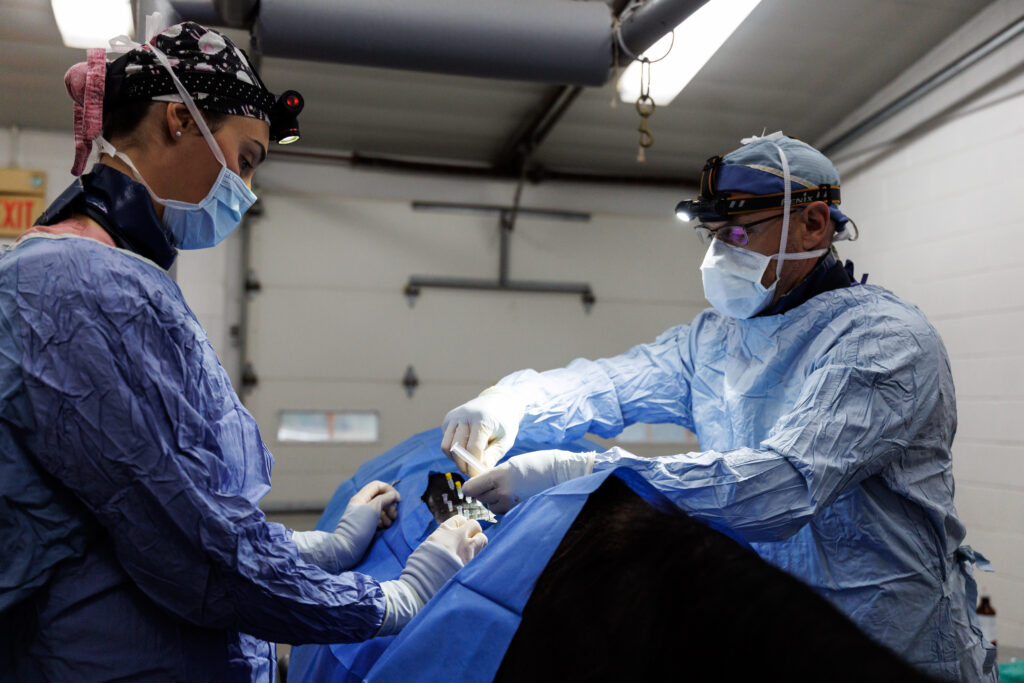 Veterinarians performing surgery on a horse, a task that might legally be performed by a midlevel practitioner in some states.