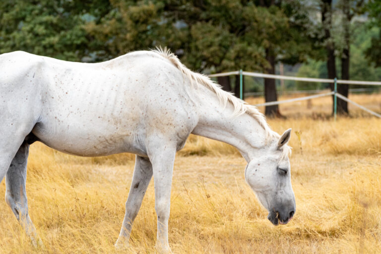 An old white horse grazing peacefully in a golden field A Serene Retirement