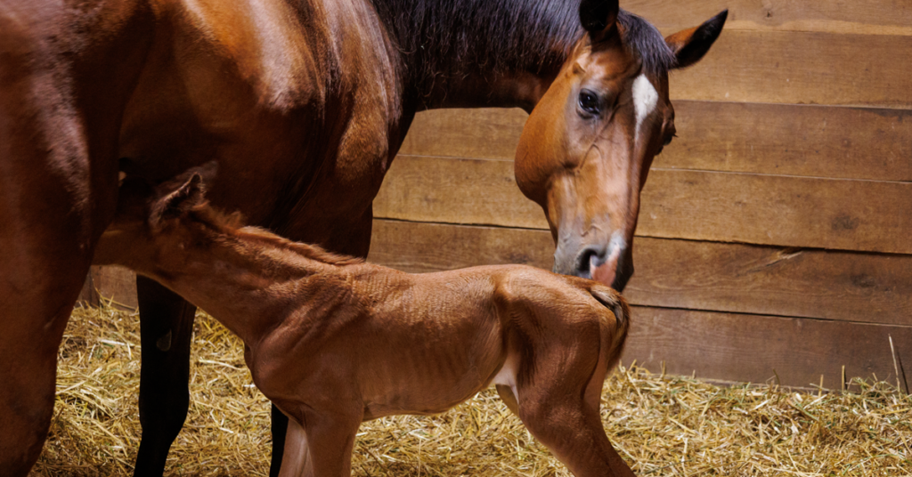 Newborn foal nursing from mare