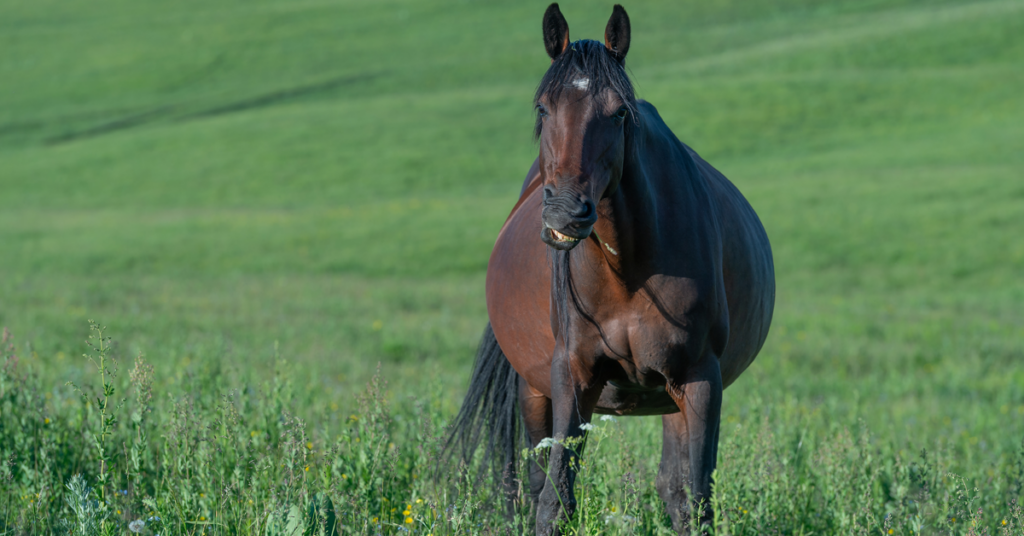 Pregnant mare in a meadow