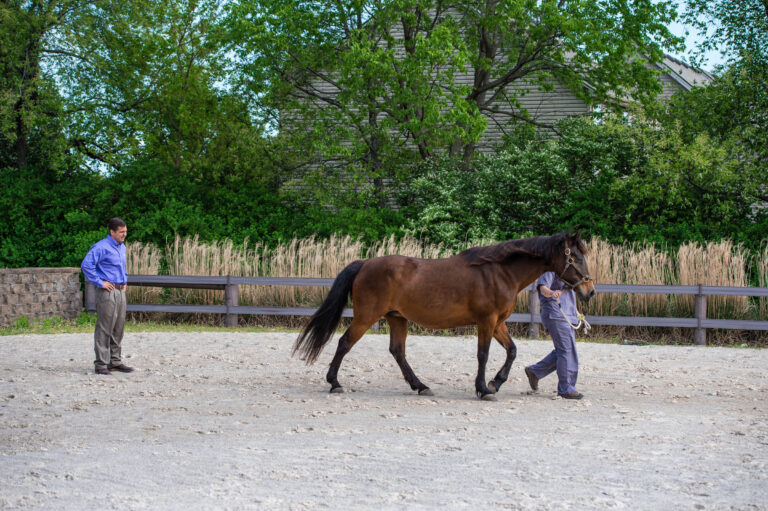 lameness-exam-AIM-16-0426-D42b-163-2400