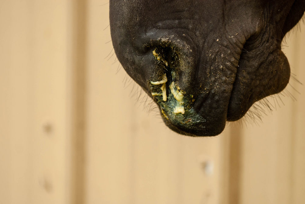 Horse with nasal discharge from strangles. 