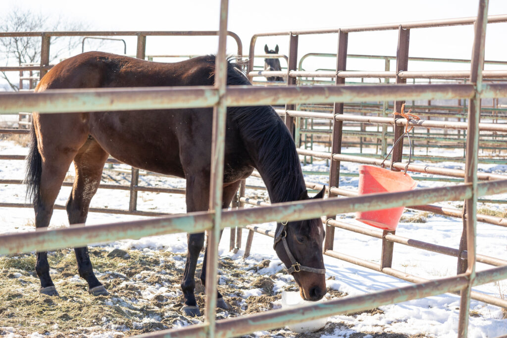 A bay Thoroughbred quarantined in a round pen during the winter. It is important to quarantine new horses to reduce the risk of a strangles outbreak.