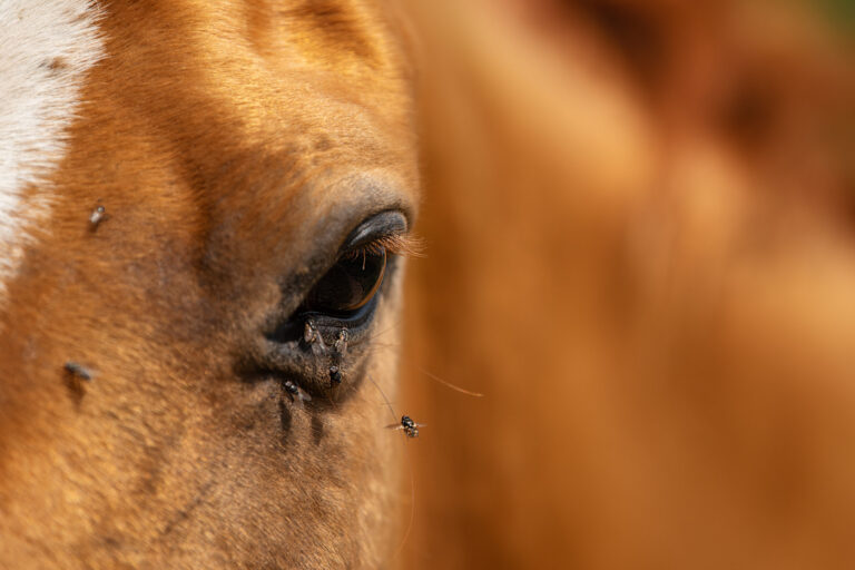 Horse with flies around the eye in summer
