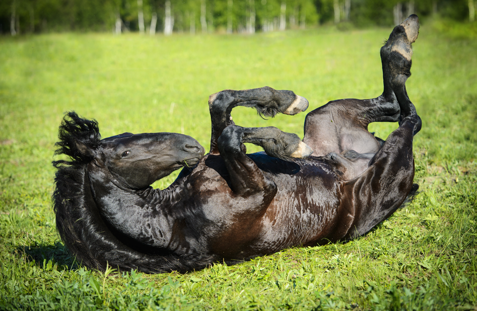 Friesian horse rolling, which is a clinical sign of gastric impaction. 