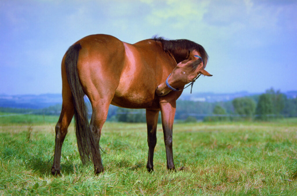 Horse looking at its side.