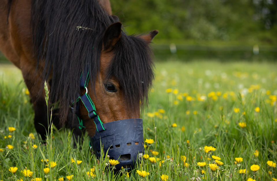 Horse wearing a grazing muzzle on a green pasture. 