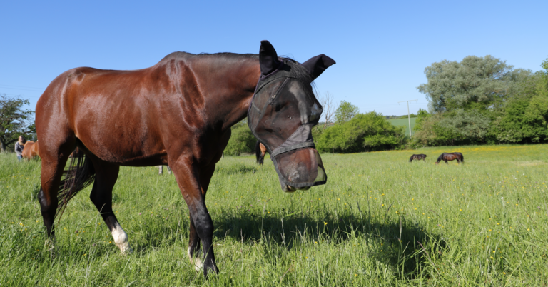Horse Fly Mask Getty