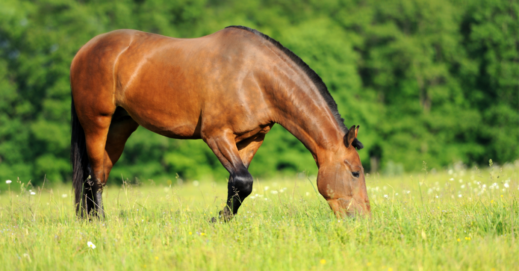 Horse grazing on free-choice pasture