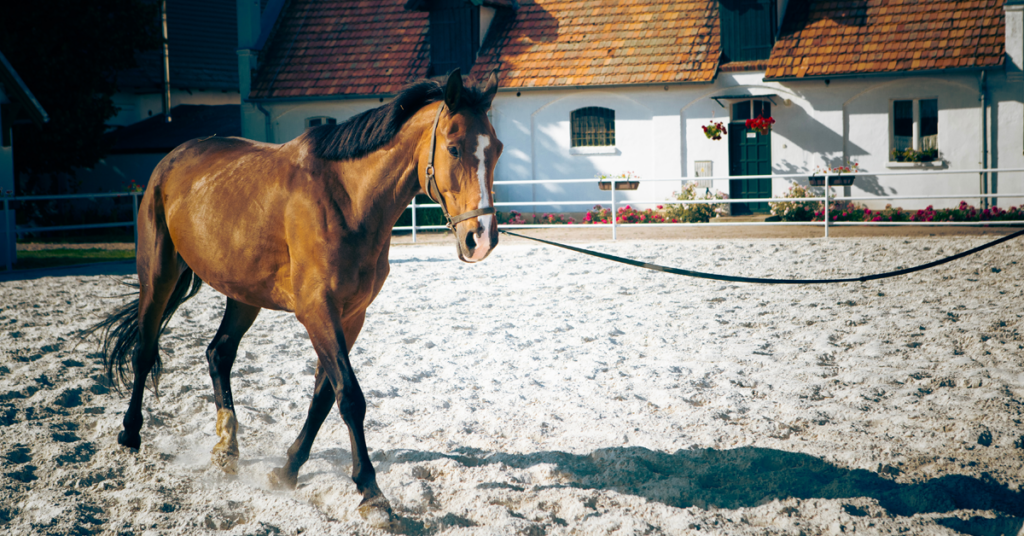 Horse longeing. 