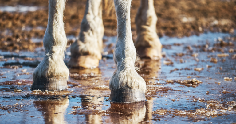 Horse Standing in Mud Adobe