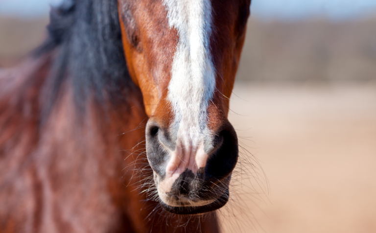 Horse nose Adobe