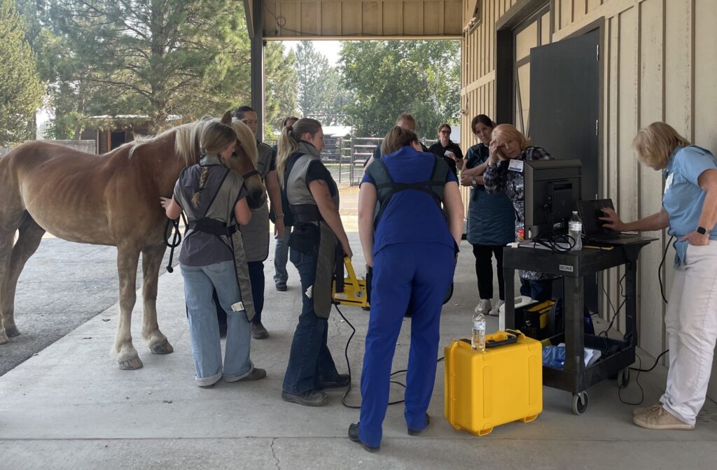 Veterinary technicians learning equine radiography skills at the AAEVT's Summer Imaging Event. 