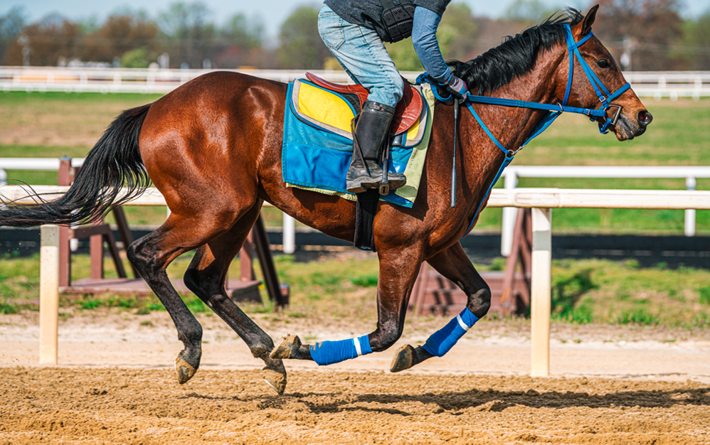 Racehorse breezing on a dirt track.