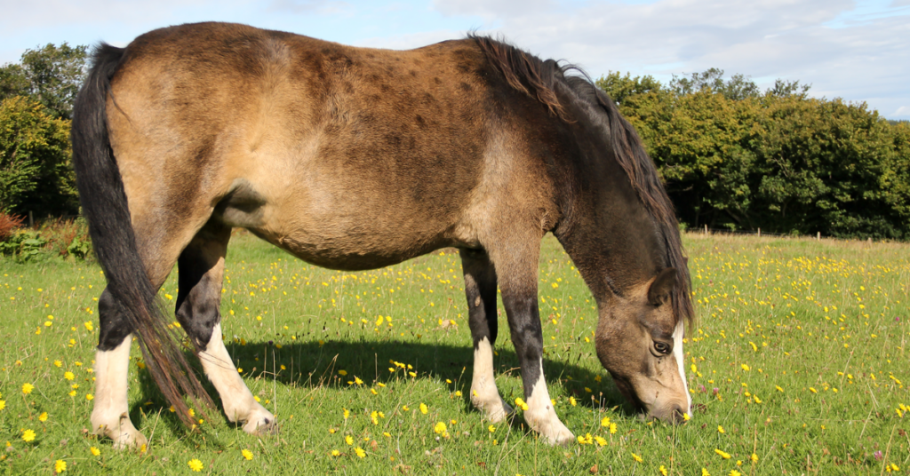 Fat pony grazing on pasture