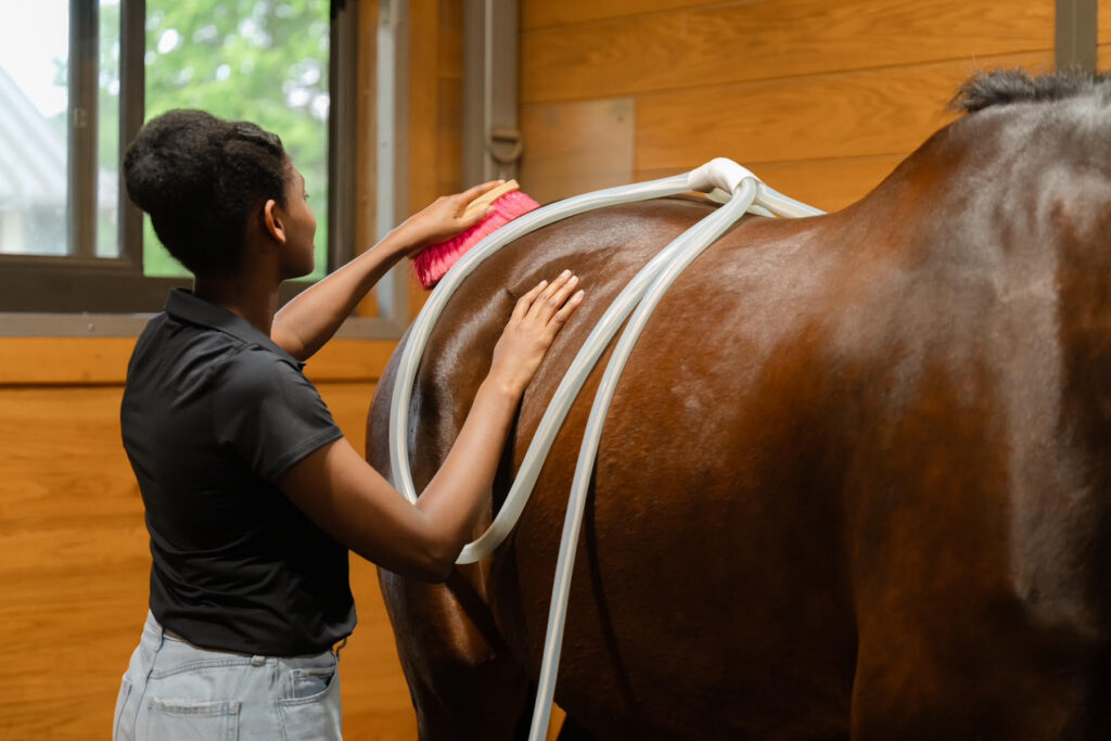 Veterinary paraprofessional performing magnawave on a horse. 