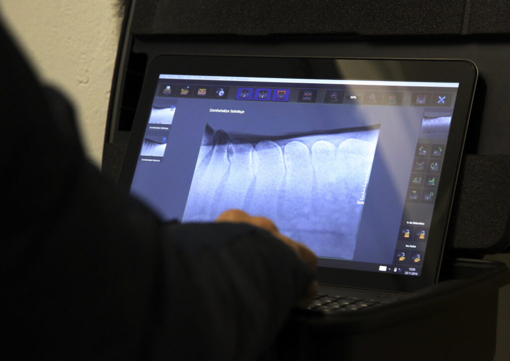 Veterinarian interpreting a horse's back X-rays