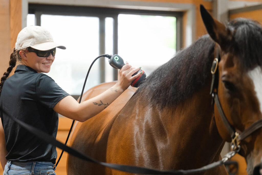 Paraprofessional treating a horse.