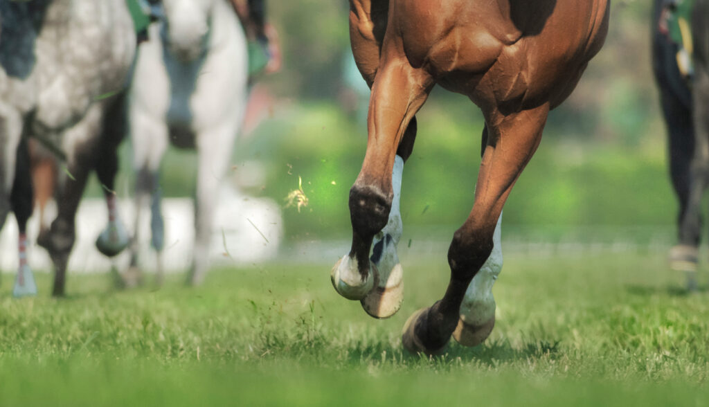 Racehorse galloping toward the camera, displaying its knees, illustrating the carpal bone. 