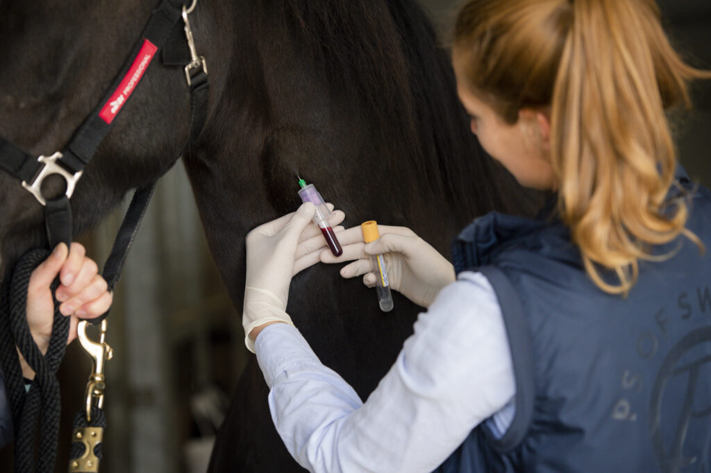 Veterinarian drawing a horse's blood.