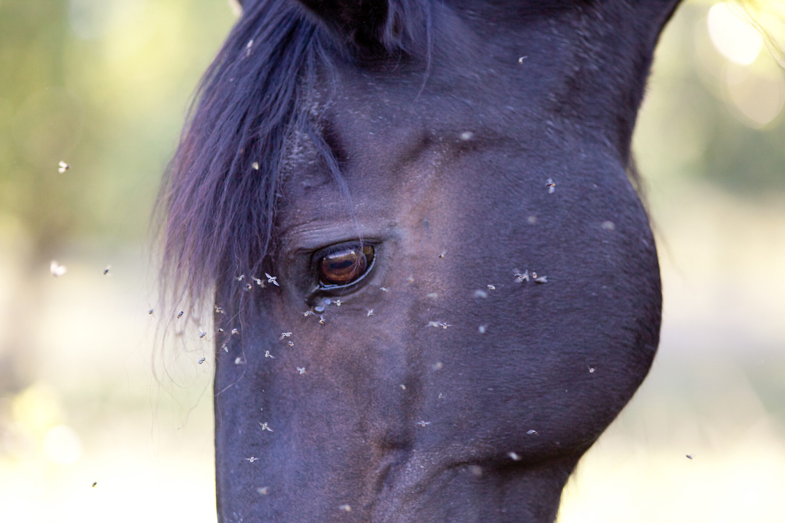EDCC-Unbranded-25-scaled-1.jpeg