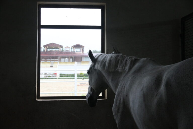 horse