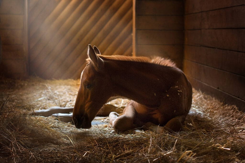 Foal resting in a stall